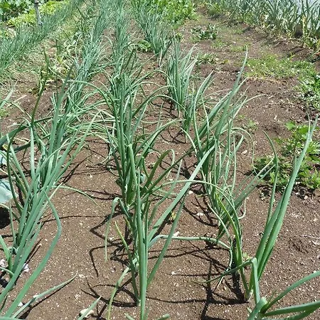 Ivan-experience 3 Bedrooms Daire