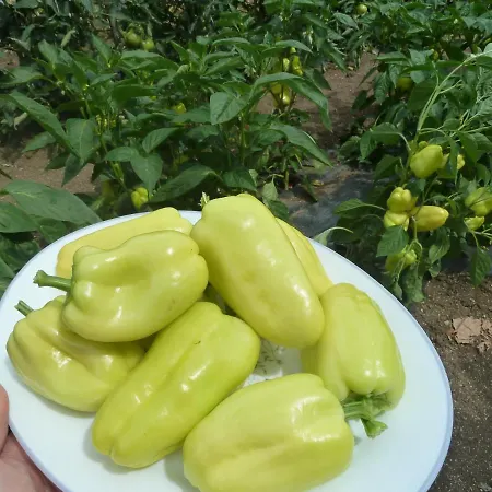 Daire Ivan-experience 3 Bedrooms *